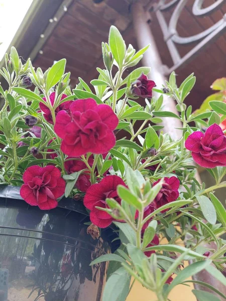 Prachtige Magenta Bloemen Een Pot — Stockfoto
