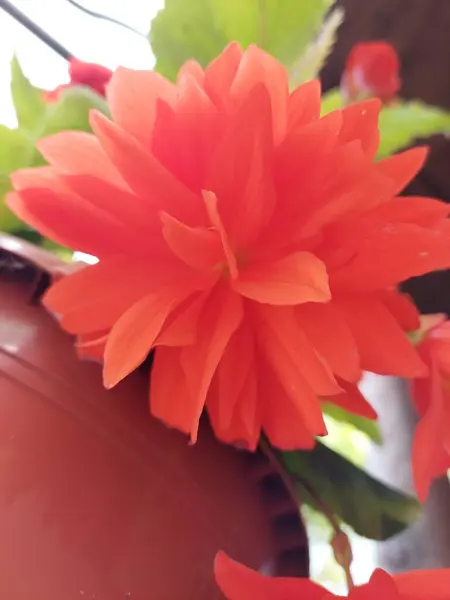 Mooie Oranje Bloem Een Home Pot — Stockfoto