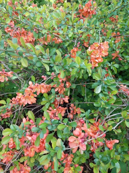 Hermosas Flores Rojas Jardín — Foto de Stock