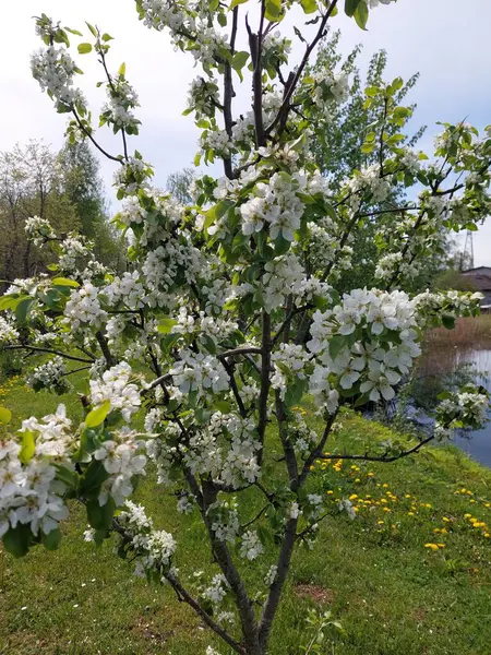 Vacker Botanisk Skott Naturliga Tapeter Blommande Träd — Stockfoto