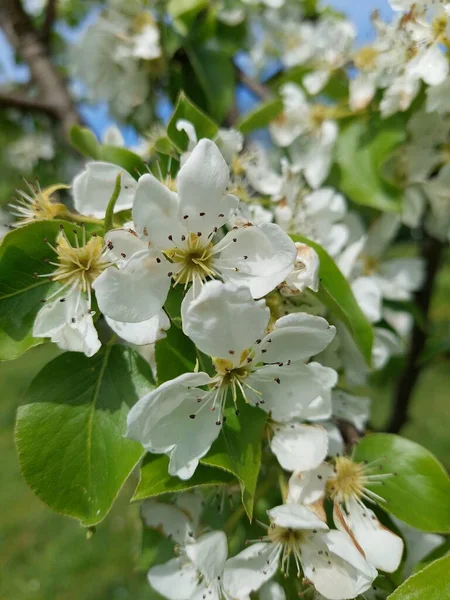Vita Blommor Träd Våren — Stockfoto