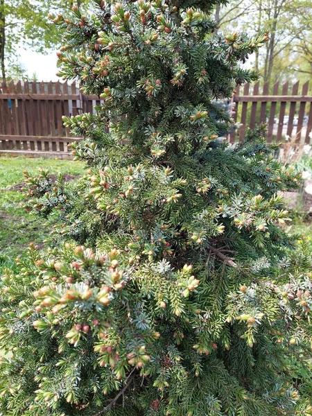 Petit Pin Cultivé Maison — Photo