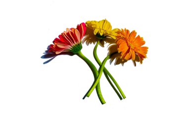 Katı arkaplanda Gerbera çiçeği