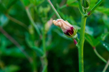 Dhendash çiçeğinin yakın plan görüntüsü, Dhendash yazın bahçede. Yüksek kalite fotoğraf