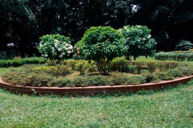 Bahçede çiçek ve ağaç. Renkli yaz bahçesinde