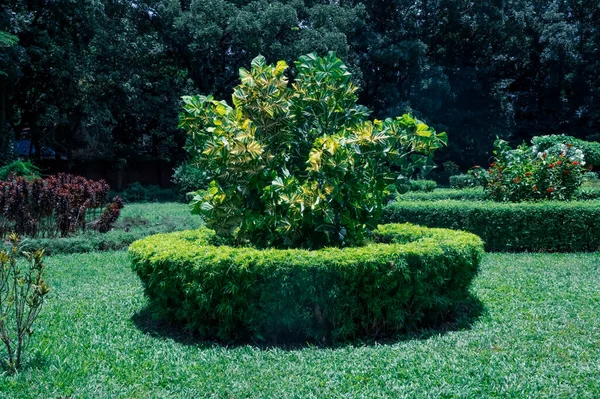 Beautiful circle flower in garden. colorful summer garden.