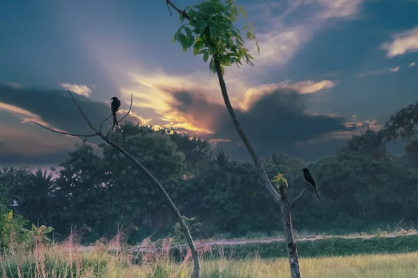 Beautiful two shalik birds in tree and dramatic sunrise sky.