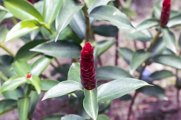 Close Red Color Flower Garden Isolated Nature Background —  Fotos de Stock