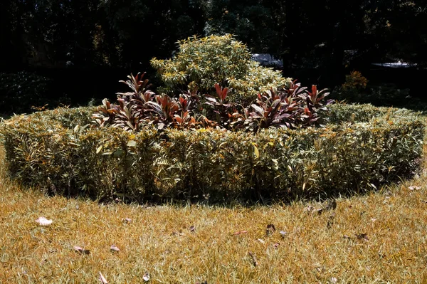 Red and yellow color flower circle in garden