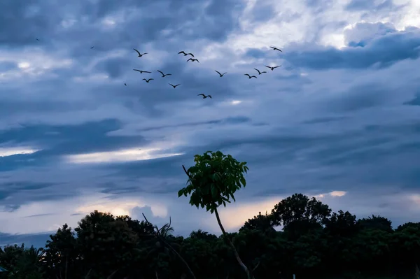 Beautiful cloudy and dramatic sky. Flying birds in sky.