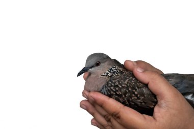 Beautiful pigeon in hand. Isolated in solid background.