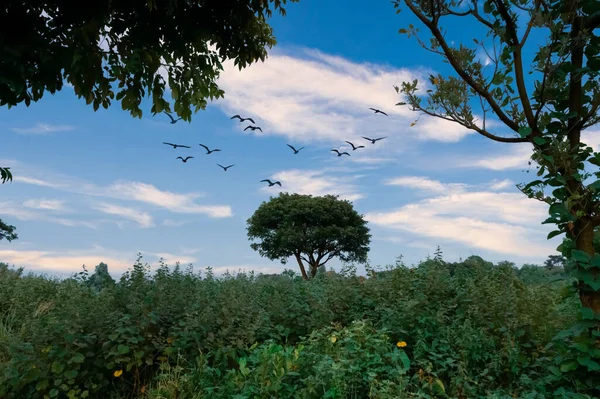 Beautiful tree in forest and flying birds in sky