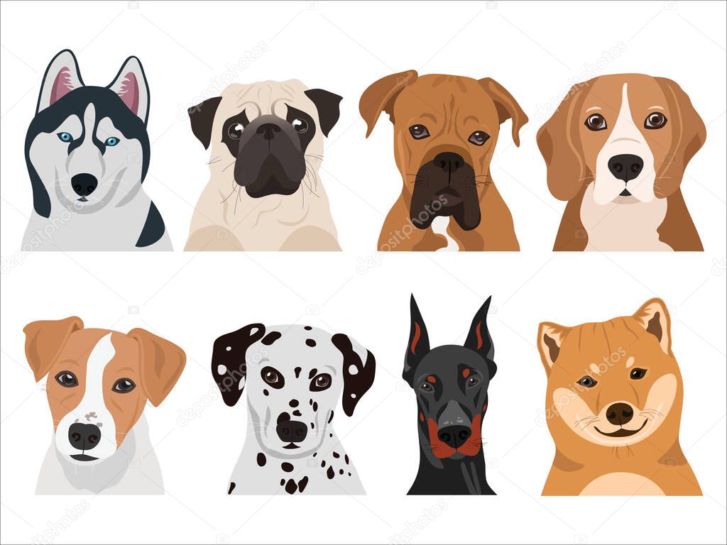 Set of dogs in vector (husky, pug, boxer, beagle, jack russell, dalmatian, doberman, husky)