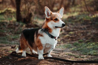 Parktaki Galli Corgi köpeği