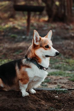 Parktaki Galli Corgi köpeği
