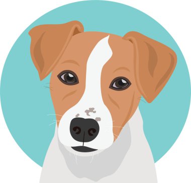 Jack Russell Terrier 'ın zıt bir geçmişi var. Canis lupus familiaris