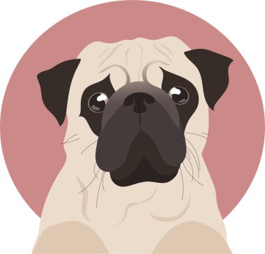 Çelişkili bir geçmişi olan küçük üzgün bir köpek.