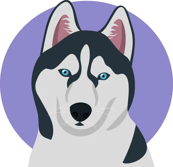 Husky Hond Een Contrasterende Achtergrond — Stockvector