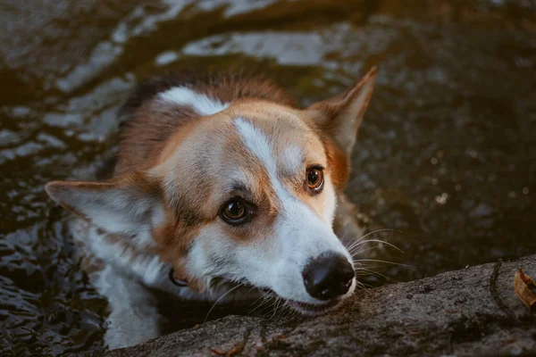 A frightened Pembroke Welsh Corgi dog comes out of the river. Wet dog, ears down. Scared