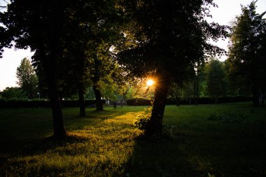 Akşam parkında ağaçların arasından parlayan güneşin fotoğrafı.