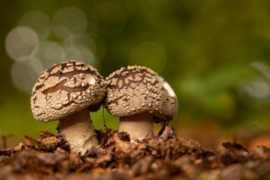 Amanita Excelsa, Amanitaceae familyasından bir mantar türüdür. Yaprak döken ormanlarda yetiştiği Asya, Avrupa ve Kuzey Amerika 'da bulunur..