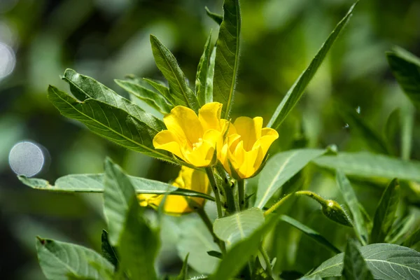 Ludwigia grandiflora aka Water primrose is an aquatic plant of the order Myrtales. It is easily confused with Ludwigia hexapetala. It is listed on the List of Invasive Alien Species of Union.