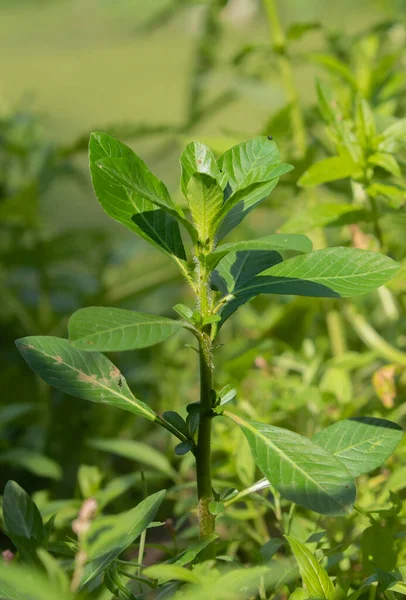 Ludwigia grandiflora aka Water primrose is an aquatic plant of the order Myrtales. It is easily confused with Ludwigia hexapetala. It is listed on the List of Invasive Alien Species of Union.