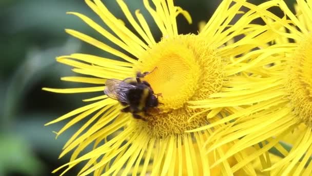 Buff Tailed Bumblebee Large Earth Bumblebee Yellow Oxeye Drinking Nectar — Video Stock