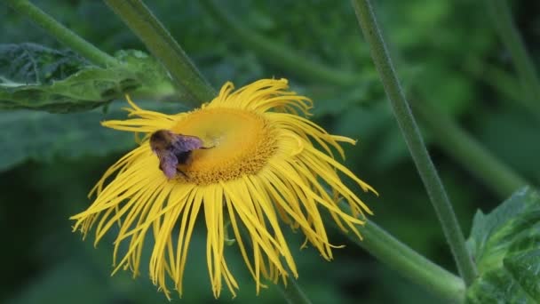 Yaygın Kart Arısı Bombus Pascuorum Sarı Öküz Çiçeği Üzerinde — Stok video