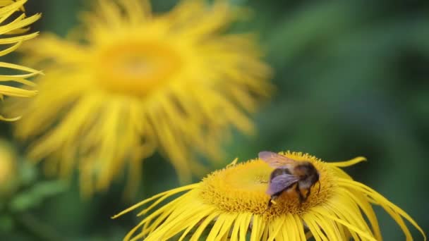 Karczmarz Zwyczajny Bombus Pascuorum Żółtych Kwiatach Oksa — Wideo stockowe