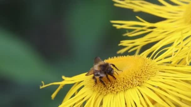 Common Carder Bee Bombus Pascuorum Yellow Oxeye Flowers — Video Stock