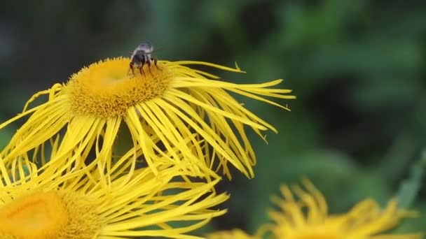 Common Carder Bee Bombus Pascuorum Yellow Oxeye Flowers — Stockvideo