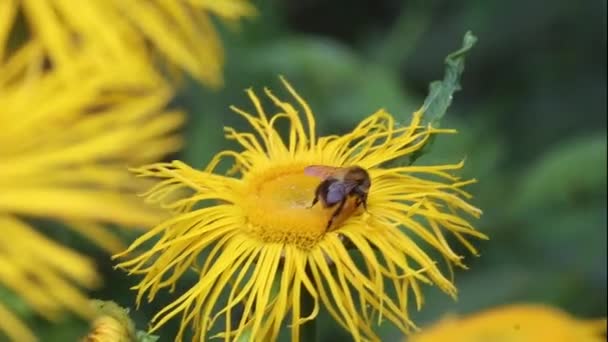 Common Carder Bee Bombus Pascuorum Yellow Oxeye Flowers — Video Stock
