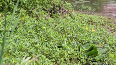 Ludwigia grandiflora namı diğer Su Çuha Çiçeği Myrtales familyasından bir su bitkisidir. Ludwigia Hexapetala ile kolayca karıştırılabilir. Birlik 'in İstilacı Uzaylı Türleri Listesinde yer almaktadır..
