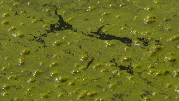 Superficie Agua Verde Estanque Cubierto Cianobacterias Debido Eutrofización Concepto Contaminación —  Fotos de Stock