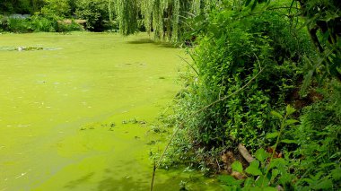 Siyanobakterilerle kaplı bir gölette yeşil su yüzeyi. Ötrofikasyon yüzünden. Kirlilik ve ekoloji kavramı