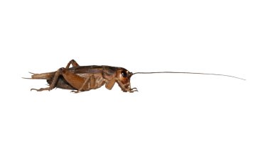 Jamaican field cricket male adult right side profile. Gryllus assimilis, commonly known as the Jamaican field cricket sometimes referred to as the silent cricket is a field cricket