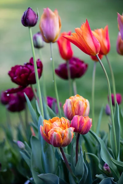 Orange Purple Tulips Flowering Spring — Stock Photo, Image