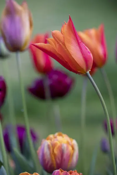 Orange Purple Tulips Flowering Spring — Stock Photo, Image