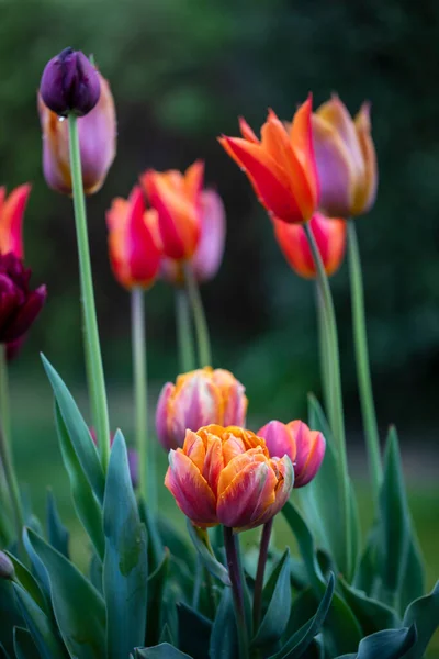 Orange Purple Tulips Flowering Spring — Stock Photo, Image