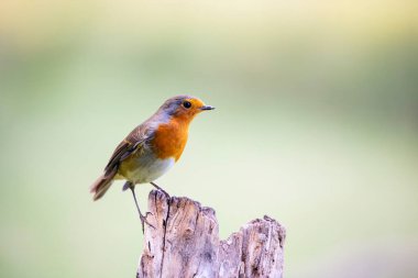Robin (Erithacus rubecula), tünekte oturuyor.