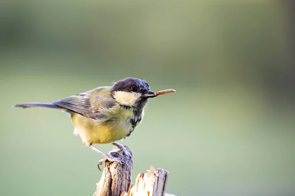 Great Tit Parus Major Sitting Ion Perch — Φωτογραφία Αρχείου