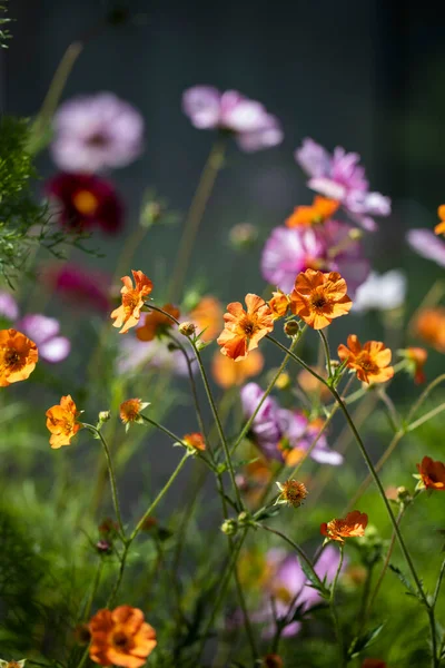 夏から夏にかけての花の国境 — ストック写真