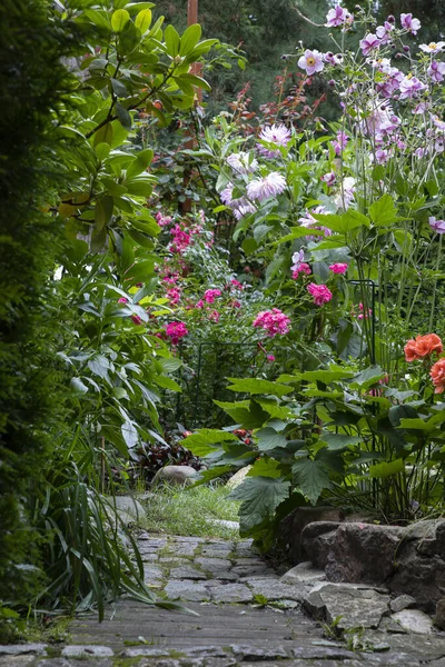 Tuin Met Bloeiende Bloemen Midden Zomer — Stockfoto