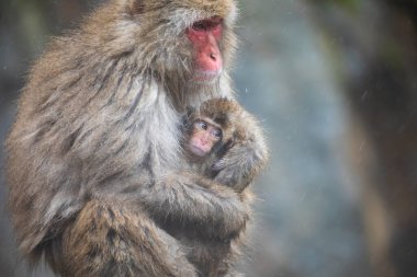 Japon Makakı, aynı zamanda kar maymunu olarak da bilinir.