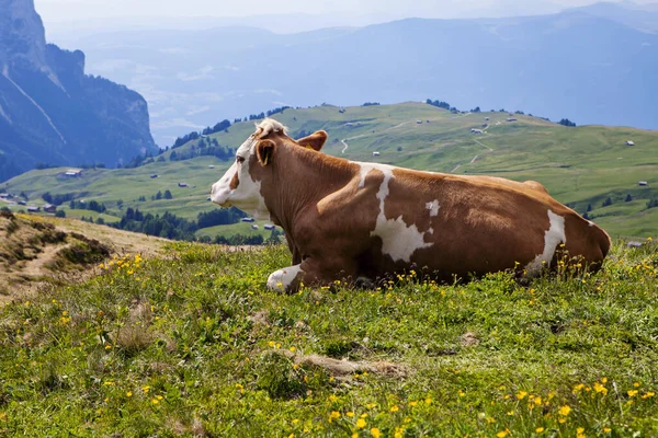 Alpe Siusi Dél Tirolban Olaszországban — Stock Fotó