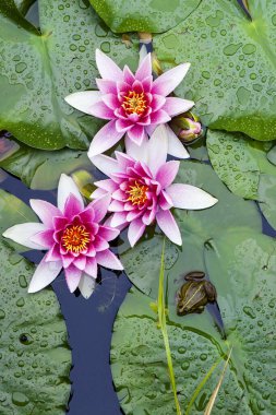 Su zambakları ve bir kurbağa.