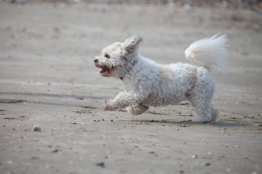 Adorable dog which is a mix between shih tzu and bichon frise on the beach clipart