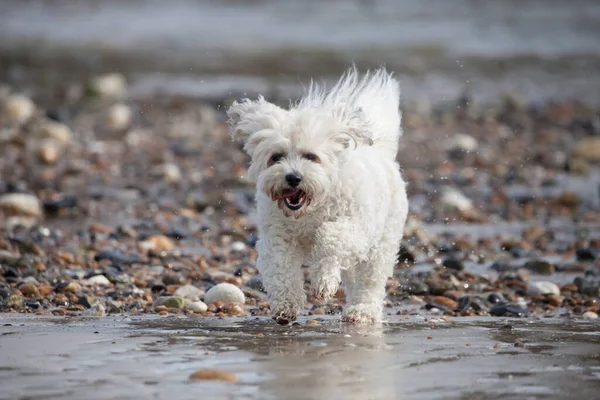 Uroczy Pies Który Jest Mieszanką Shih Tzu Bichon Frise Plaży — Zdjęcie stockowe