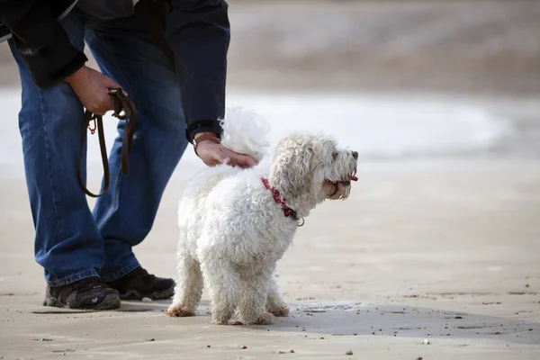 Uroczy Pies Który Jest Mieszanką Shih Tzu Bichon Frise Plaży — Zdjęcie stockowe